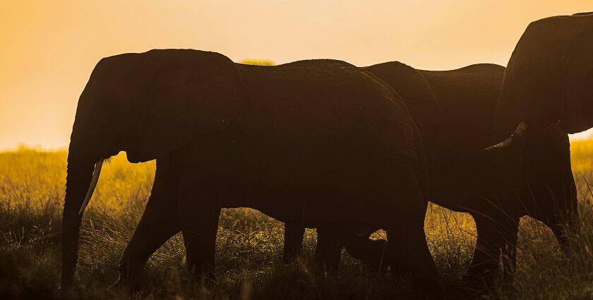 A group of elephants walks across a grassy field at sunset, silhouetted against an orange sky.