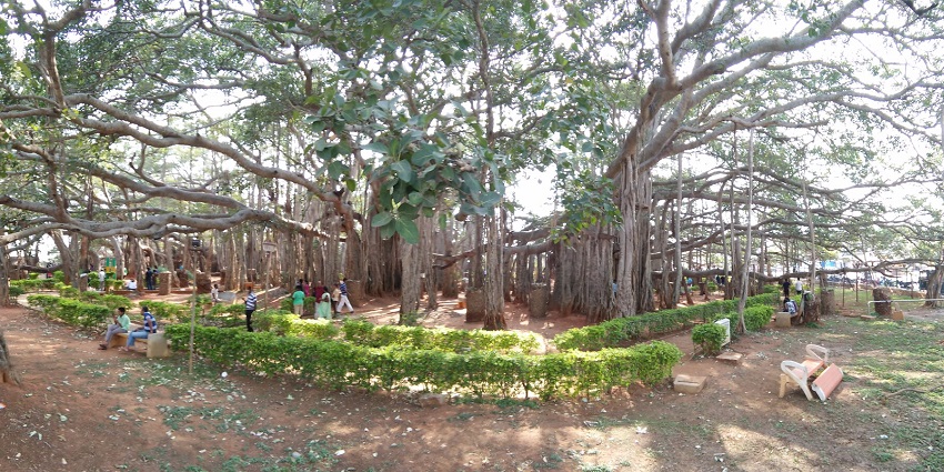 Dodda Alada Maraan ancient banyan tree, a perfect picnic spot in nature