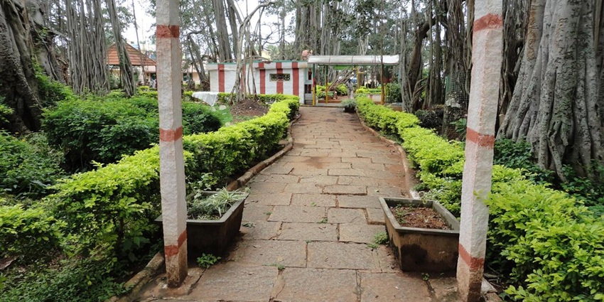 A view of the majestic Dodda Alada Mara banyan tree with sprawling roots and canopy.
