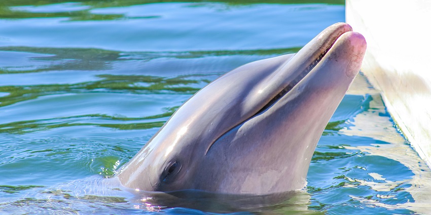 A picture of a dolphin raising his head from the water near Tarkarli during a safari.