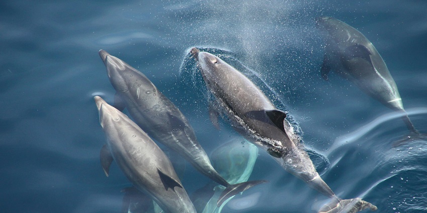 Dolphin-watching is a surreal experience as you sail through the waves of Palolem Beach.