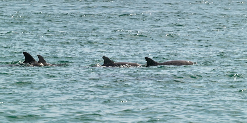 An image of Dolphins leaping gracefully out of the water during a dolphin-watching tour.