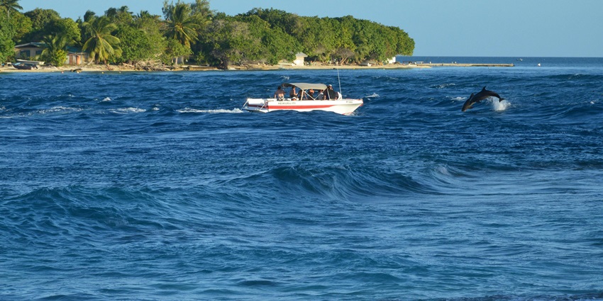 An image of dolphins swimming gracefully near a boat at Lovina Beach during a dolphin-watching tour