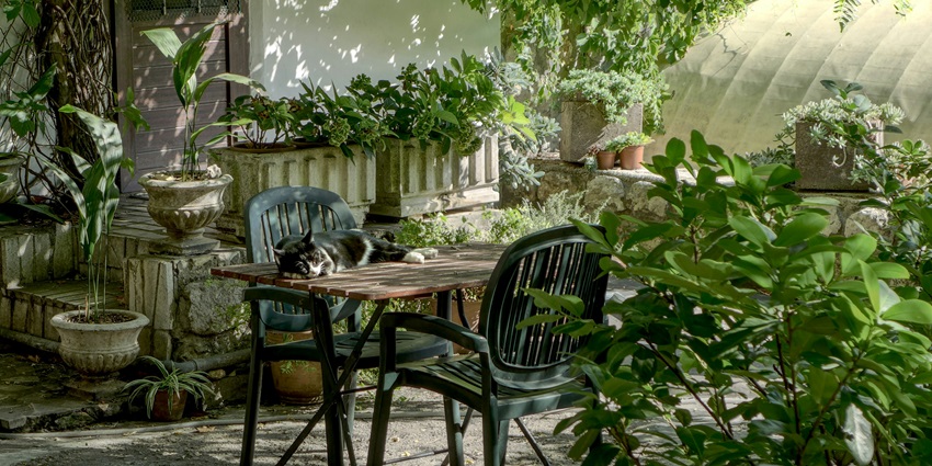 An image of a garden with lush greenery all around, similar to Dreamland Garden