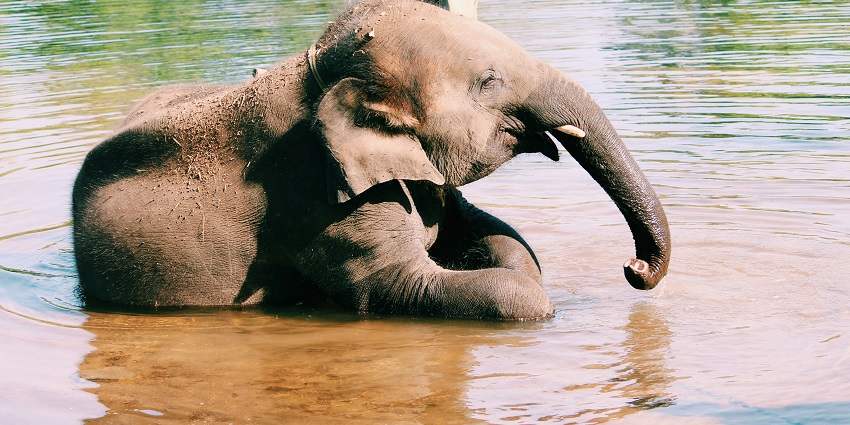 Elephant RIde at Dubare Elephant Camp, a place to visit near Virajpet for all.