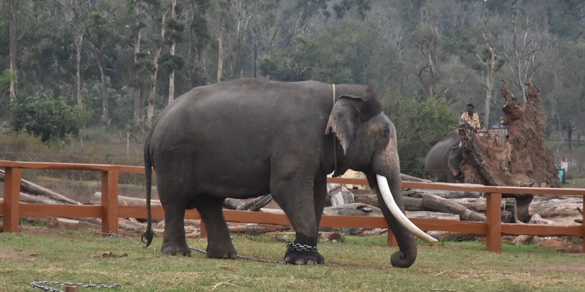 Tusker at Dubare Elephant Camp, the best thing places to explore in the city.