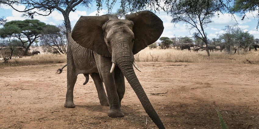 An elephant at the Dubare Elephant Camp, one of the top places to visit in Coorg.