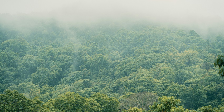 An image of Dudhsagar Falls: Majestic waterfall surrounded by lush greenery.