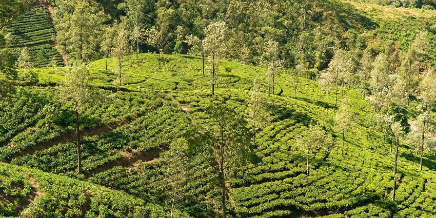 Aromatic spice gardens, showcasing traditional farming practices in a lush tropical setting.