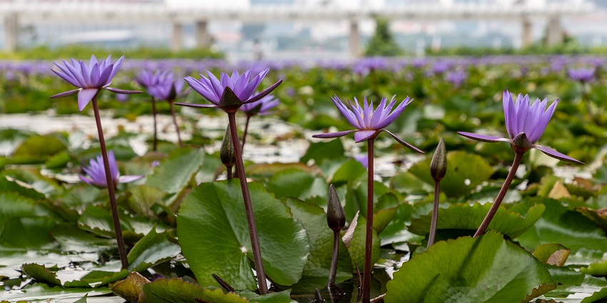 Eco Garden houses a variety of plants that will make you feel close to nature.