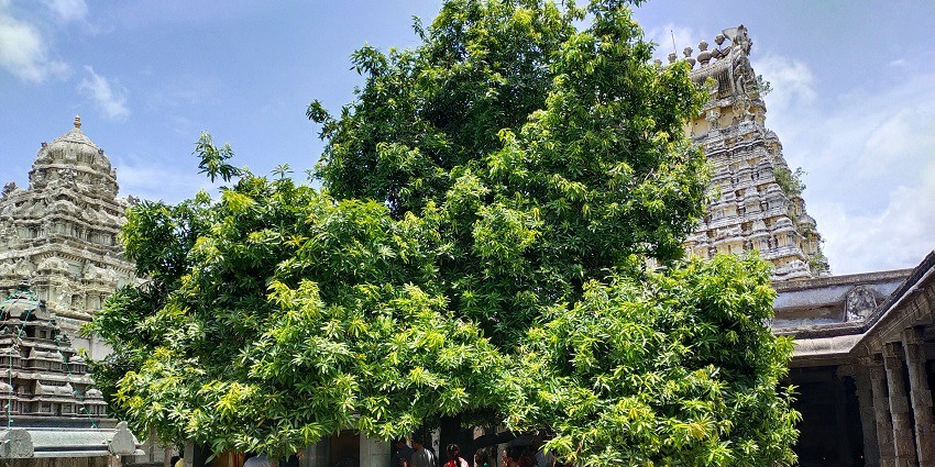 A masterpiece of Chola architecture where Shiva resides as a banyan tree.