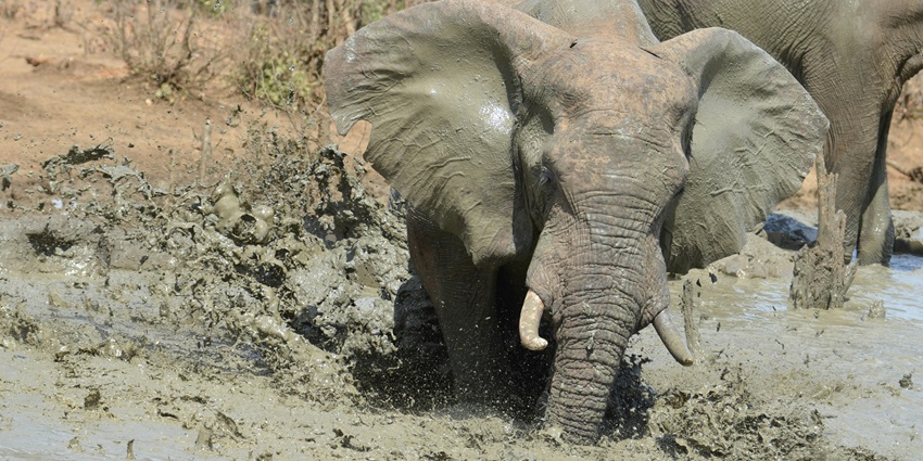 A picture of elephants playing in the mud, splashing and rolling around in Bali Zoo.