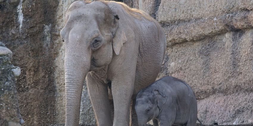 Image of two elephants walking, elephant rides is one of adventurous things to do in Nisargadhama