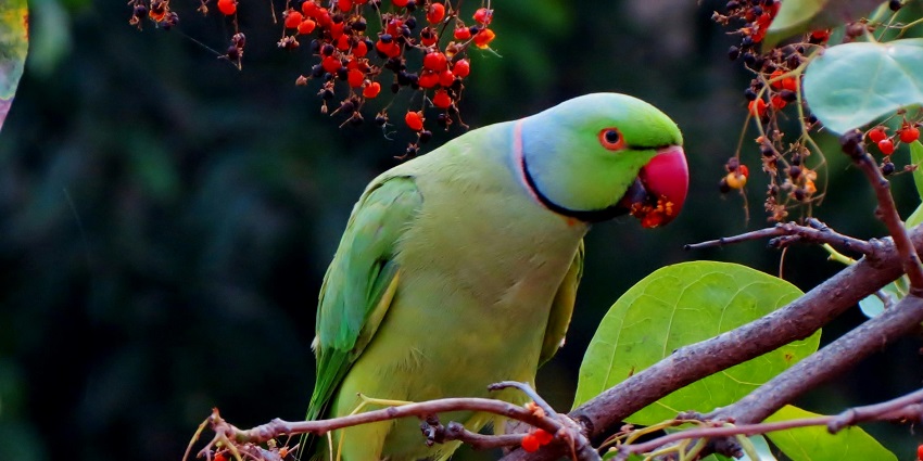 Birdwatching showcasing diverse avian species is one of the best things to do in Kabini.