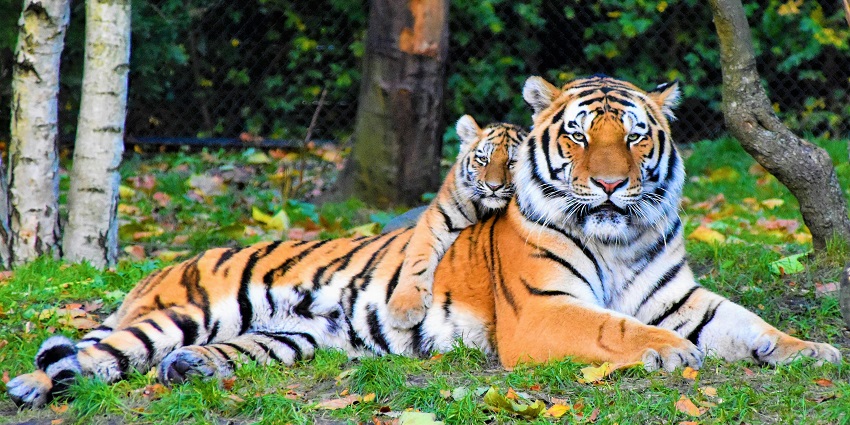 An image of a tiger in Pench National Park, showing photography activities and the park’s diverse fauna.