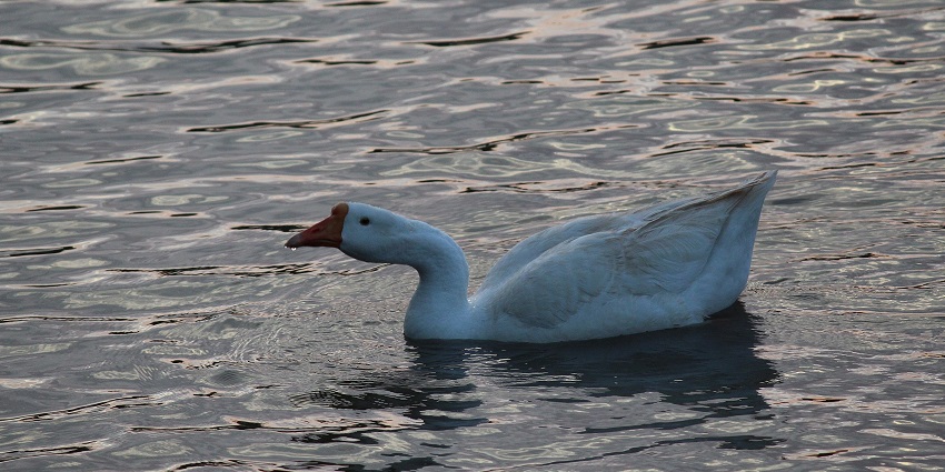 Image of a duck swimming on the Fort Lake in Belagavi - boating for tarvellers is one of the best things to do in Belagavi