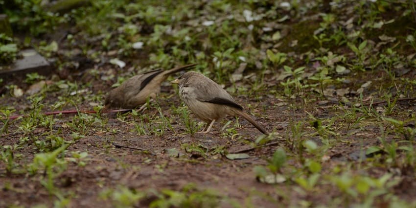 Kaas Plateau is the vibrant ecosystem attracting diverse bird species for watching