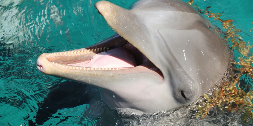 Dolphins swimming near coastline of Tarkarli, one of the best thighs to see in Tarkarli.