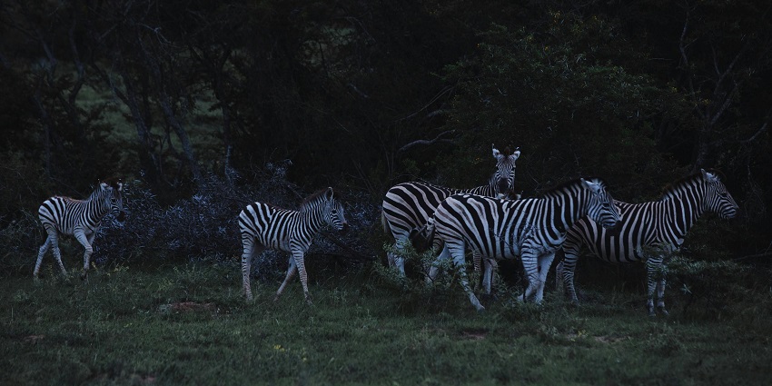 An image of a night safari in Pench National Park featuring nocturnal wildlife and guided activities.