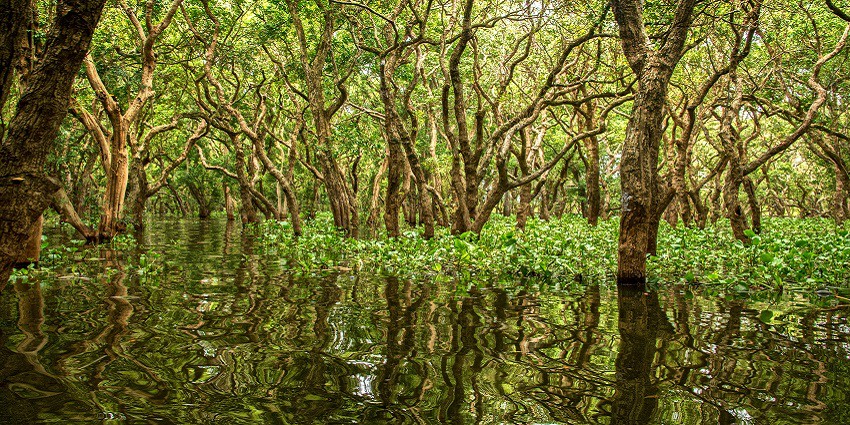 A picture of mangrove trees, visiting here is one of the best things to do in Karaikal.