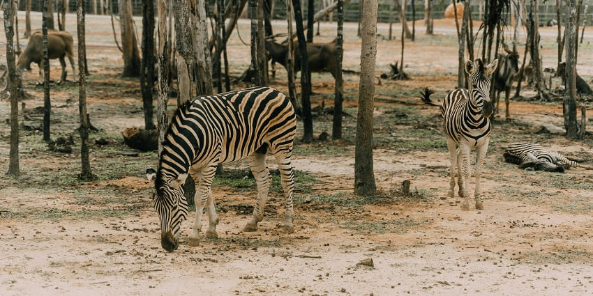Yawal Wildlife Sanctuary, features diverse wildlife, dense forests, and a serene environment.