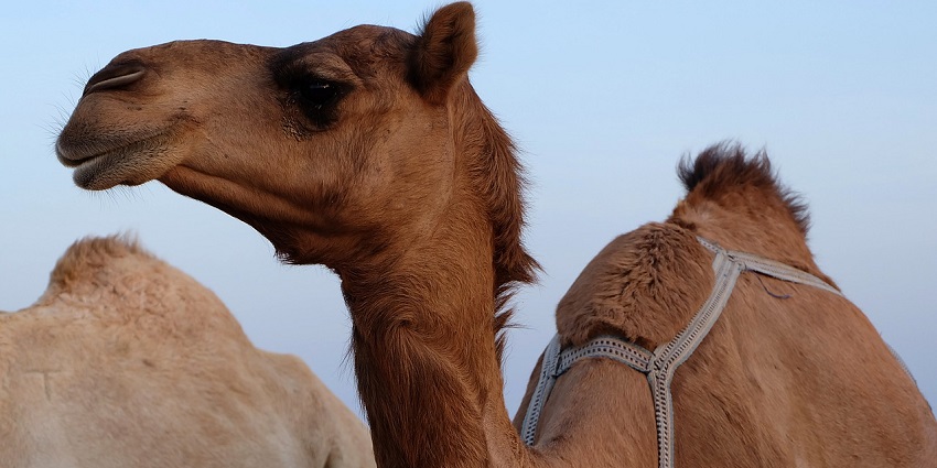 A picture of a Camel being taken for a desert safari experience in a cold desert