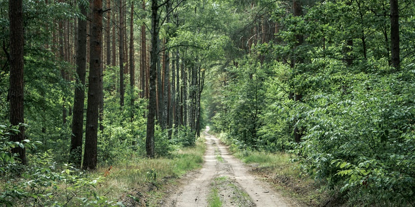 A peaceful path surrounded by thick greenery, perfect for hiking and photography.