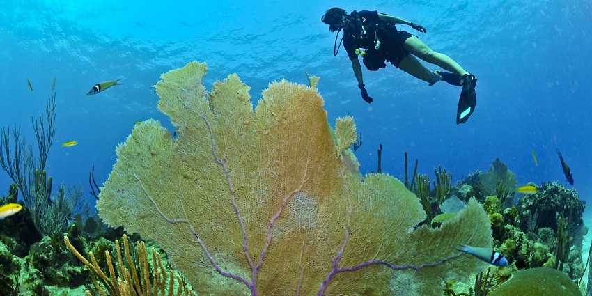 A person scuba diving under water, one of the best things to do in Seminyak.