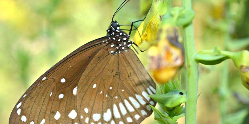 Colourful butterfly resting on a flower at Tikuji-Ni-Wadi, a must-see for things to do in Thane.
