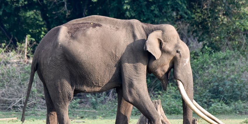 Wildlife in Nagarhole National Park, one of the best things to see in Karnataka.