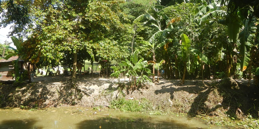 A picture of a farm in Solapur with an abundance of lush green trees all around