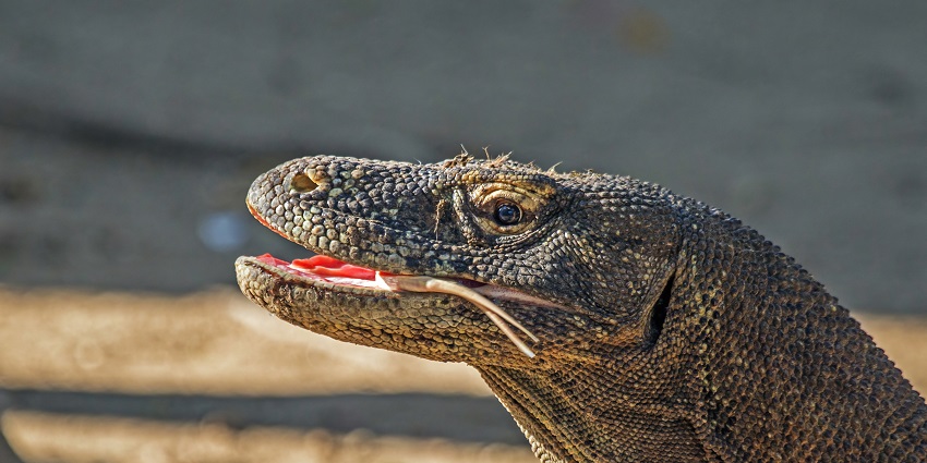 The picture of a Komodo dragon on the riverside at Komodo National Park in Indonesia.