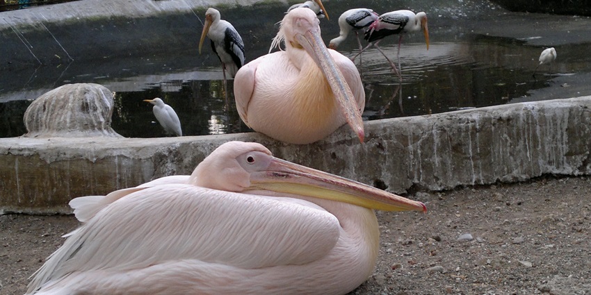 A picture of birds at the scenic Rani Baug Zoo in Kalyan with greenery all around