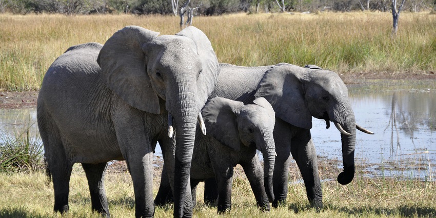 Witnessing elephants at the sanctuary is one of the best things to do in Kabini.
