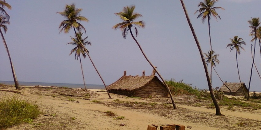 A serene view of the pristine golden sands decked with palm trees at Achra Beach.