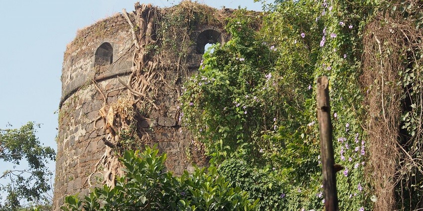 The ruins of Belapur Fort are surrounded by greenery, making it one of the best things to see in Navi Mumbai