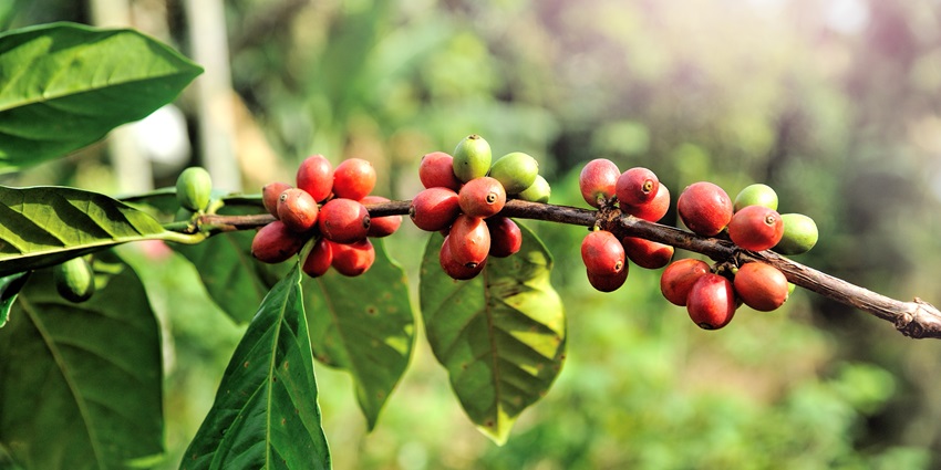 Visit to Coffee plantations is among the best things to do in Chikmagalur with lush greenery, aromatic beans, and scenic landscapes.