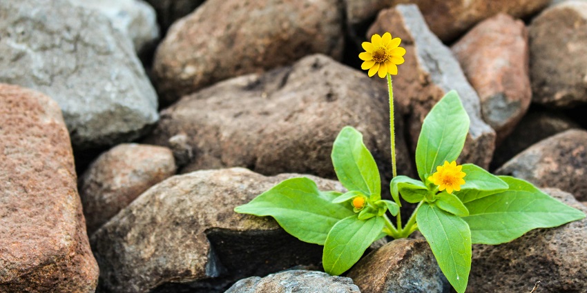 Exploring the scenic Rock Garden is one of the most exciting things to do in Navi Mumbai.