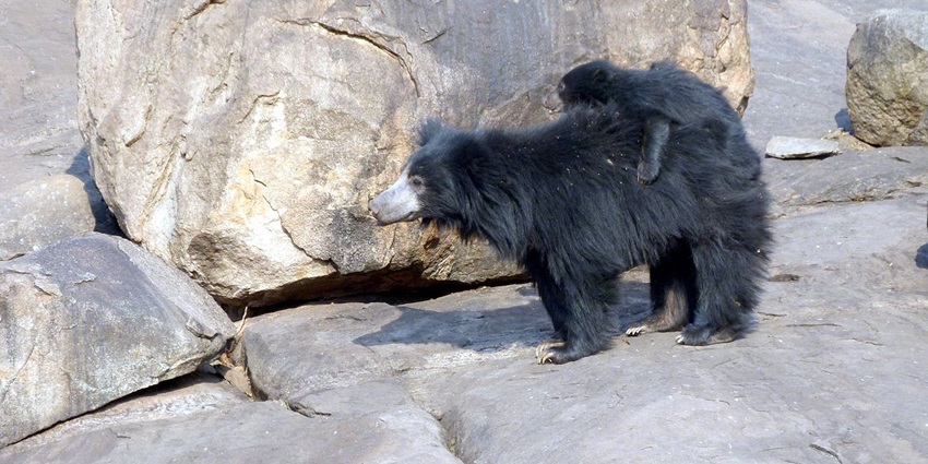 Sloth bear cub with dark shaggy fur and pale snout looking curiously ahead