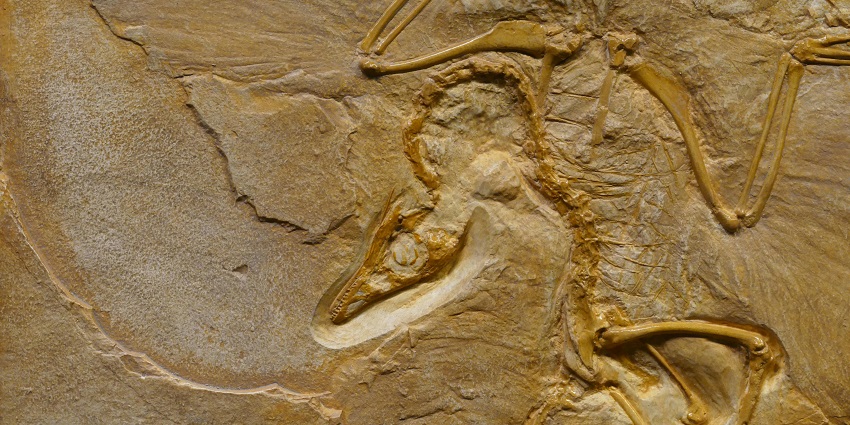 An image of ancient fossilised remains on display, highlighting the park's history.