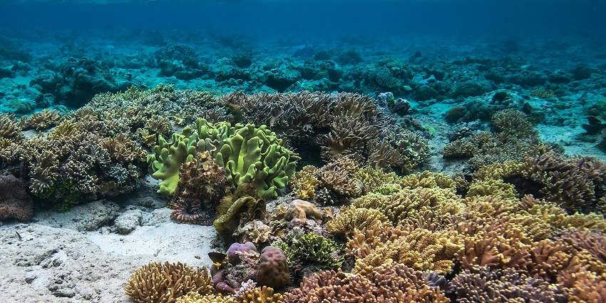A beautiful picture of the Gili Air’s different types of coral reefs with many fish around.