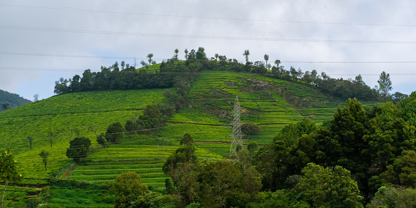 Scenic Glenmorgan Tea Estate, offering calming things to do in Masinagudi