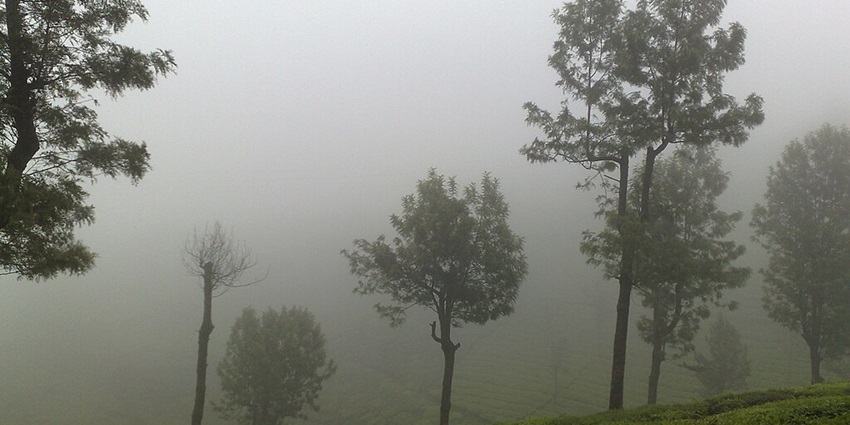 Scenic Glenmorgan Tea Estate, offering calming things to do in Masinagudi