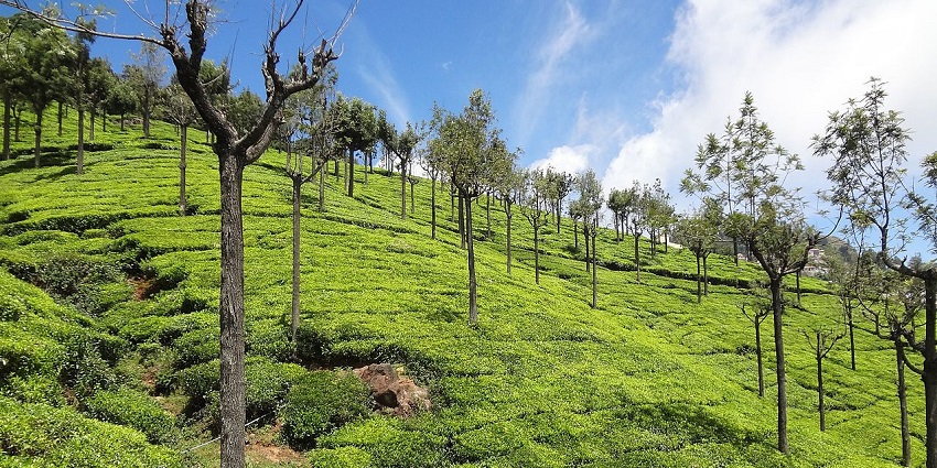 Large tea plantations sprawling down a hill with green trees around against a clear sky.