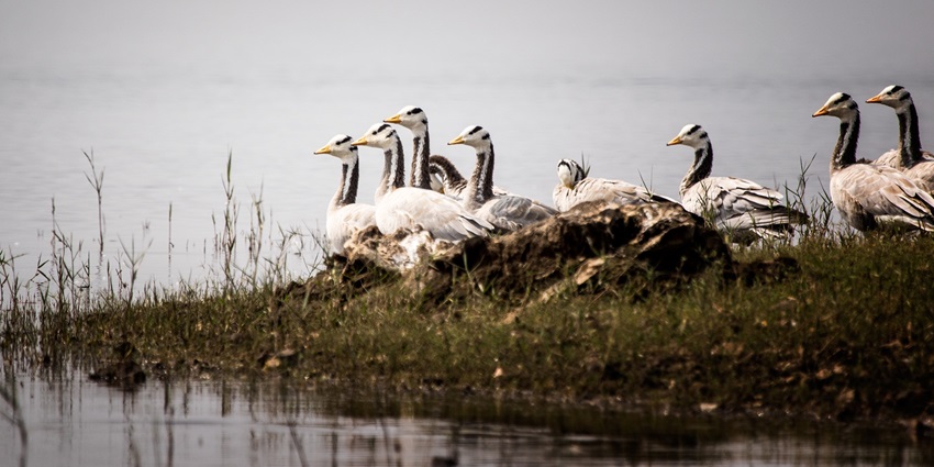 A picture of a flock of geese resting around the shore of the backwaters of Kabini