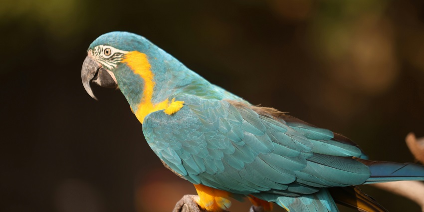 Exploring the Karera Bird Sanctuary is one of the best things to do in Shivpuri.
