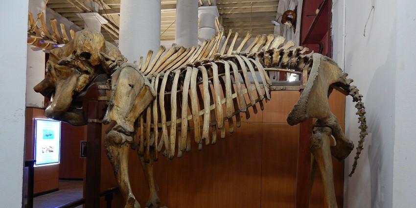 Discover impressive life-size dinosaur models for an immersive experience in Chennai.