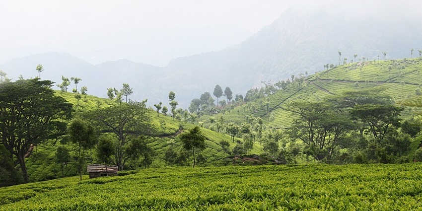 View of tea plantations, showing one of the most peaceful things to do in Masinagudi