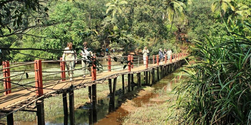 Discover the aromatic wonders of the vast spice plantations of cardamom, pepper, etc.