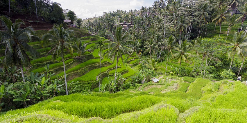 Lush green terraced rice field at Tegalalang Rice Terraces near Ubud in Indonesia.